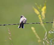 Vesper Sparrow